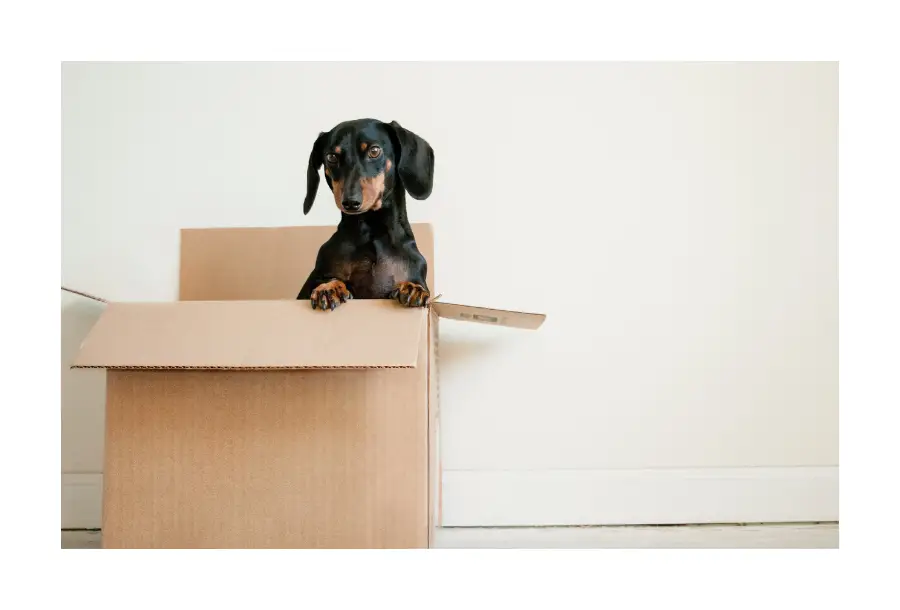 Pictured, a beautiful dark brown and black sausage dog puppy. Sitting up on it's back legs, it's front legs are handing over the front of a carboard box that it is sitting in.